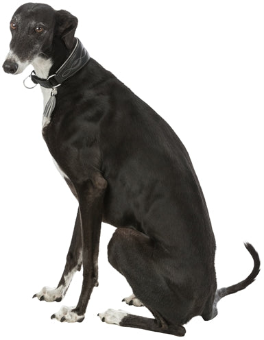 Trixie Halsband Hund Aktiv Komfort Für Windhunde Leder Schwarz / Grau